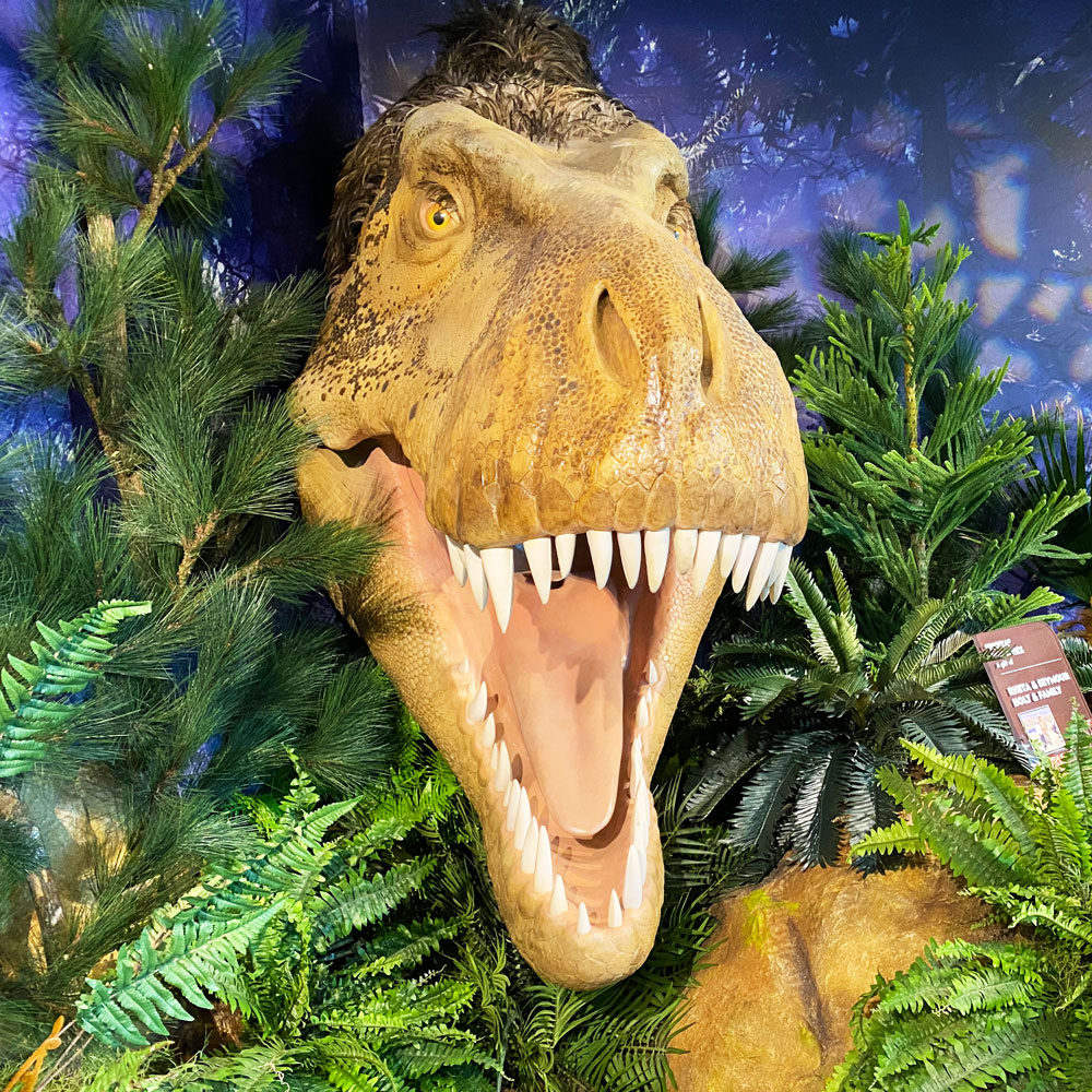 A sculpture of a feathered life-sized Tyrannosaurus rex head.